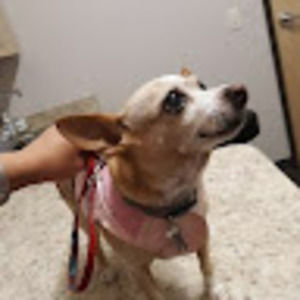 Meet your Posher, Sophia